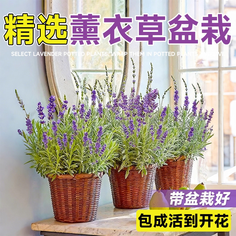 薰衣草盆栽花苗室内阳台庭院四季花草驱蚊植物好养鲜花花卉绿植物