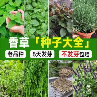 香草种子大全四季高产易活迷迭香罗勒可食用薄荷种籽盆栽调料种孑