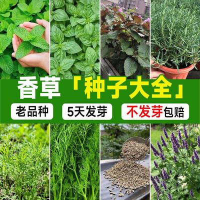 香草种子大全四季高产易活迷迭香