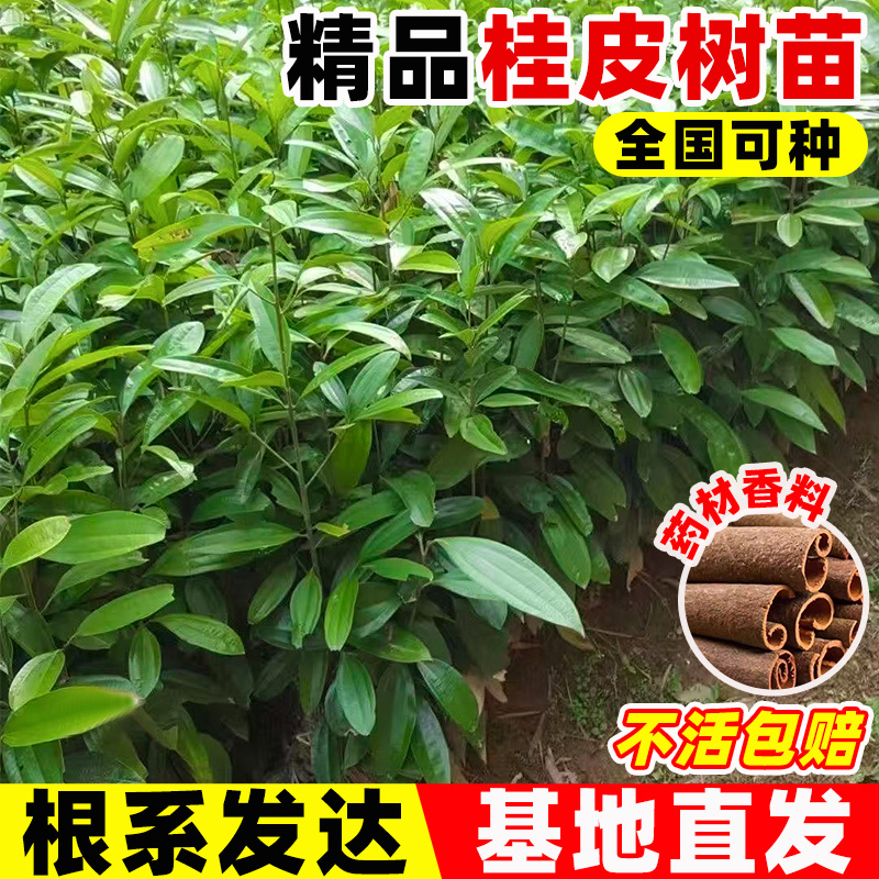 桂皮树苗正宗广西名贵药材肉桂苗