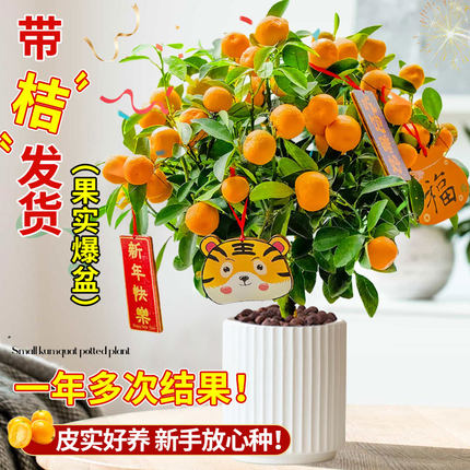 金桔树树苗盆栽带果可食用脆皮橘子果苗四季好养室内外客厅绿植物
