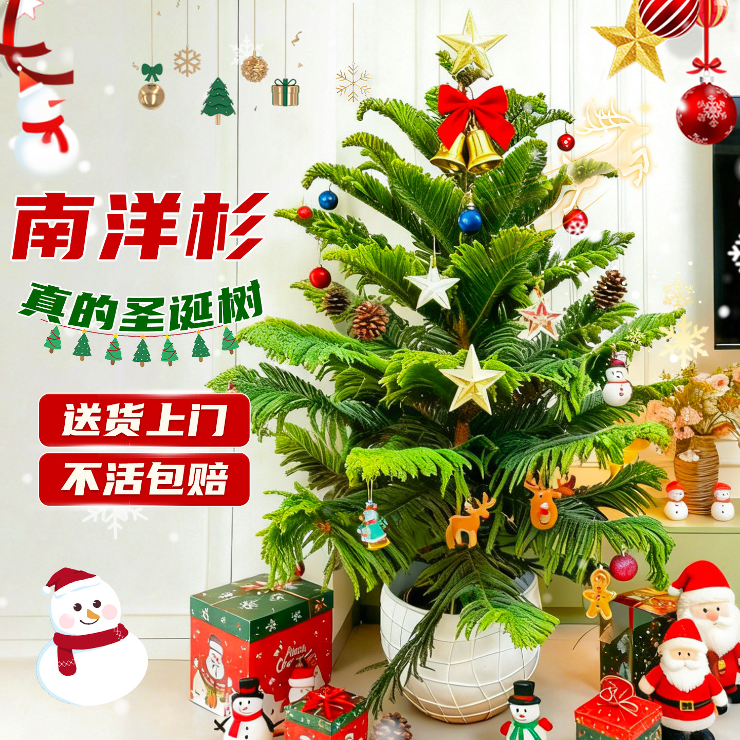 圣诞树南洋杉真树盆栽圣诞节日装