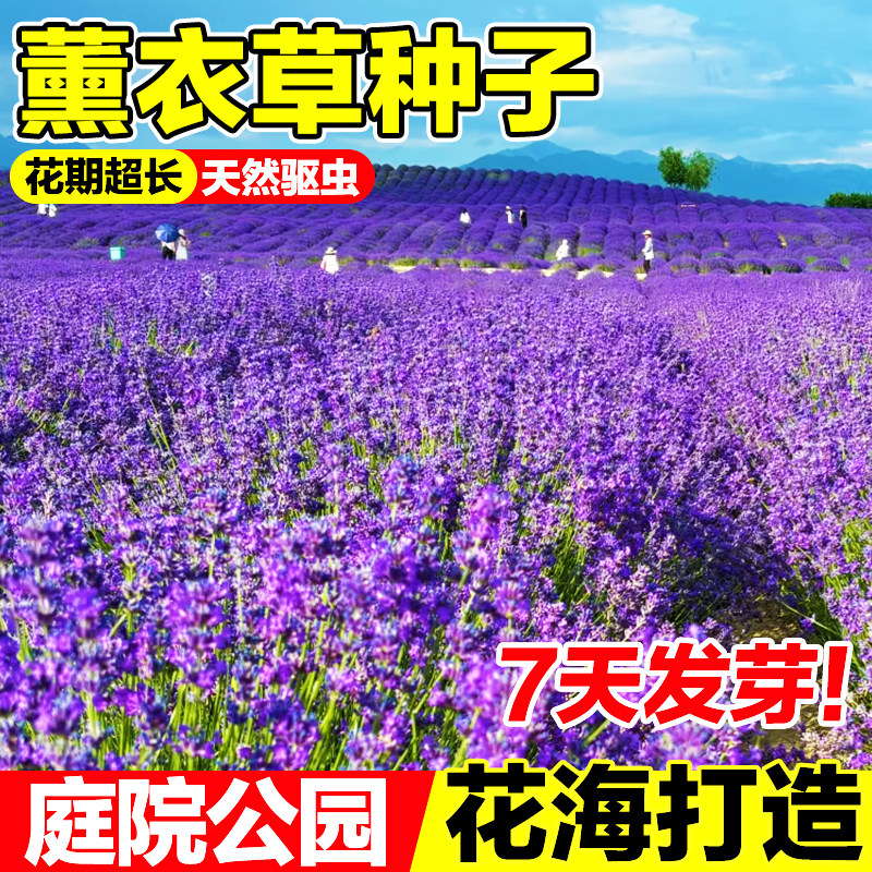 薰衣草种子浓香耐寒耐旱香草花卉四季易活阳台庭院花海驱蚊虫花籽