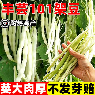 丰芸101豆角种子阳台庭院种植黄金勾白不老芸豆无架豆四季豆种籽