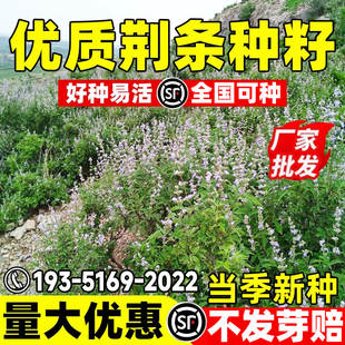 荆条种子新采荆条花二荆条种籽绿化护坡灌木固土苗木蜜蜂蜜源植物
