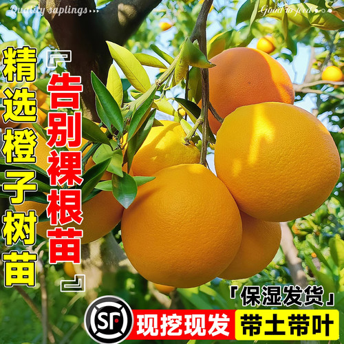 赣南脐橙树苗果冻橙子果树果苗当