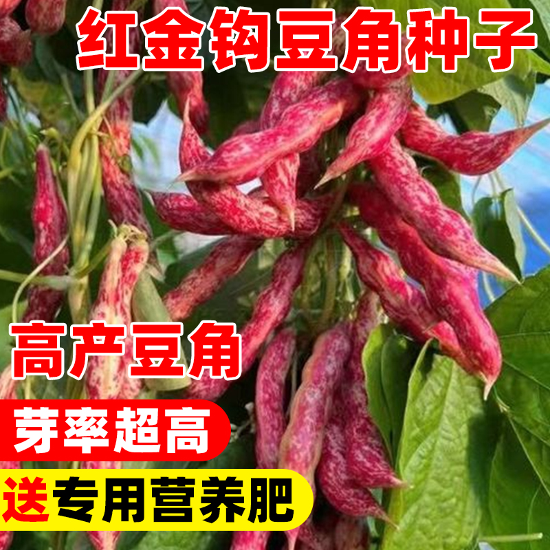 红金钩豆角种籽东北油豆种子