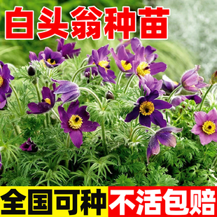 白头翁苗中草药植物苗四季阳台庭院开花室内外易种活盆栽植物花卉