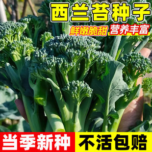 西兰苔种子杂交青花苔西蓝花苔种籽庭院农家小菜园四季播蔬菜秧苗