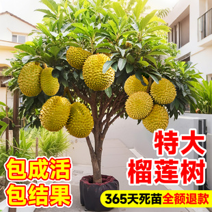 榴莲树果苗特大嫁接果树金枕猫山王榴莲南方北方种植当年结果四季