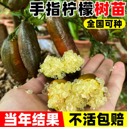 澳洲手指柠檬树苗当年结果