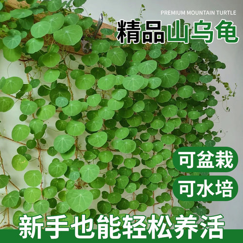 山乌龟爬藤植物一叶金不换