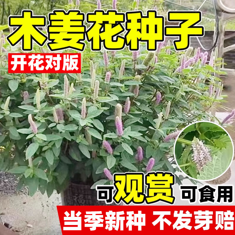 木姜花种子春秋开花易活通豆花木疆花干毛菇蘸水特色调味料香草籽