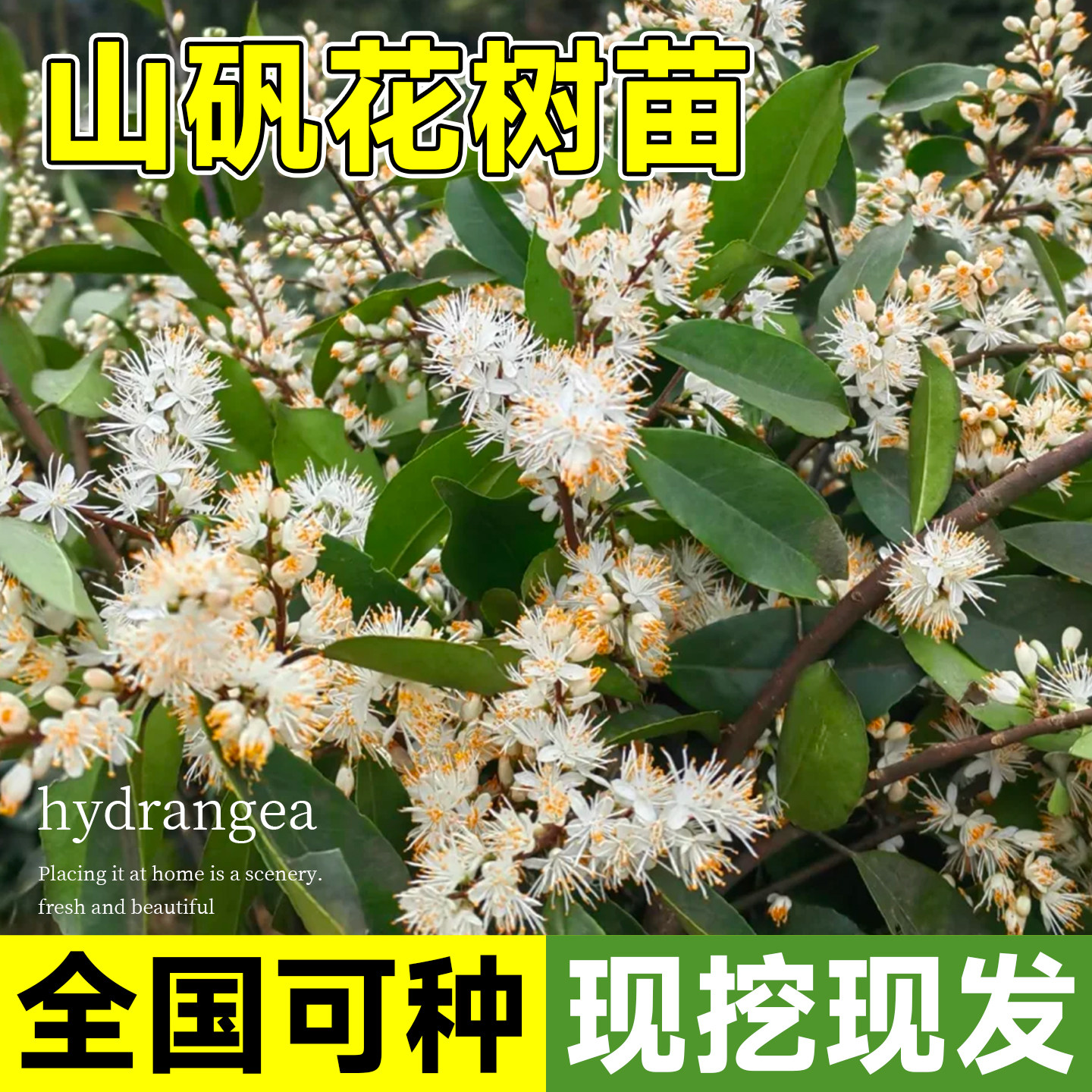 农村山矾花树苗七里香现挖现发庭院种植四季常绿盆栽盆景柘山桂花 - 实物图