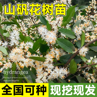农村山矾花树苗七里香现挖现发庭院种植四季常绿盆栽盆景柘山桂花