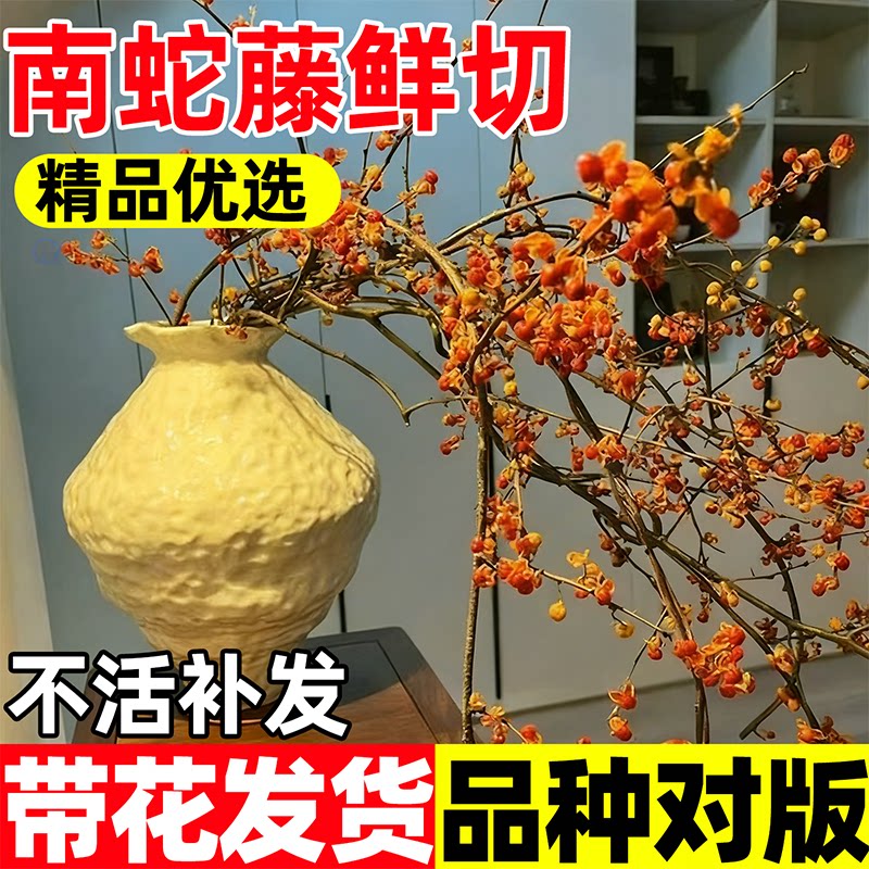 精品南蛇藤山归来高端花材稀有品