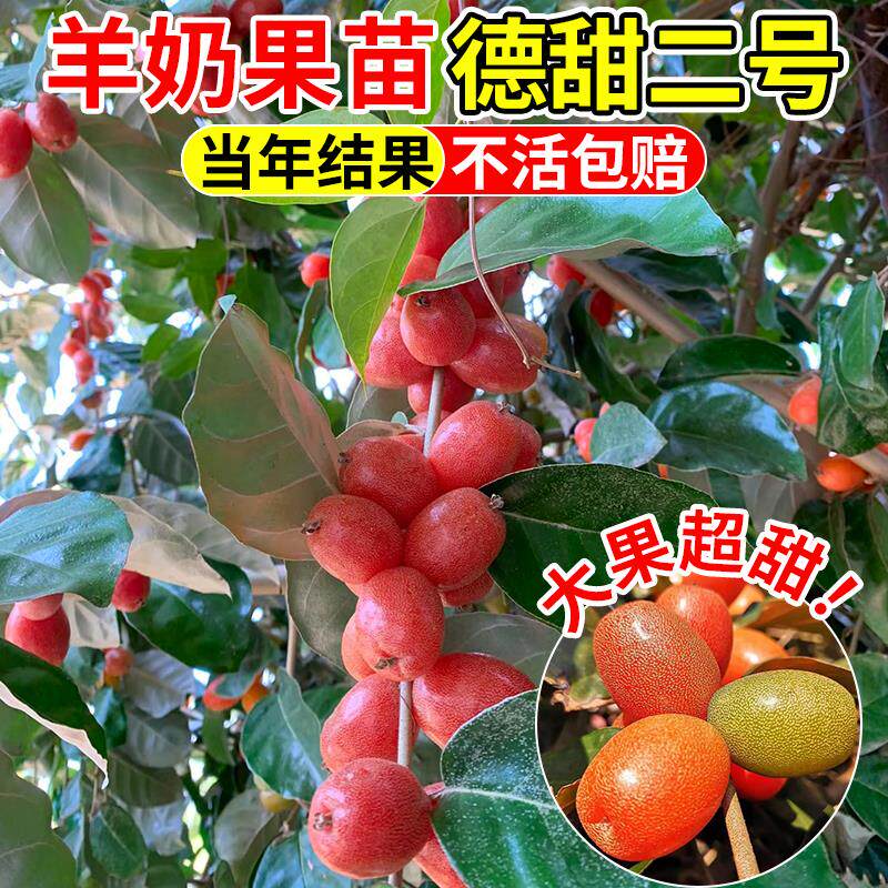 羊奶果苗德甜二号嫁接当年结果特图片