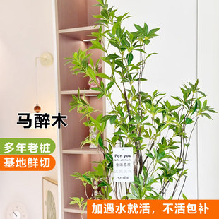马醉木水培植物鲜切枝条盆栽真树室内小绿植日本吊钟客厅水养鲜花