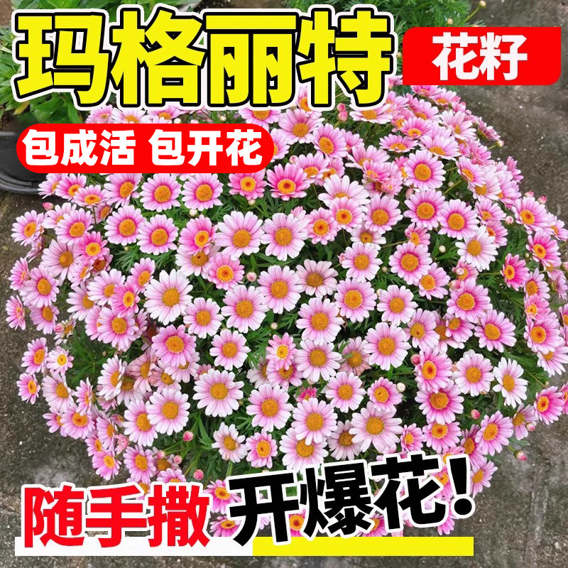 玛格丽特花种多年年四季播种花卉图片