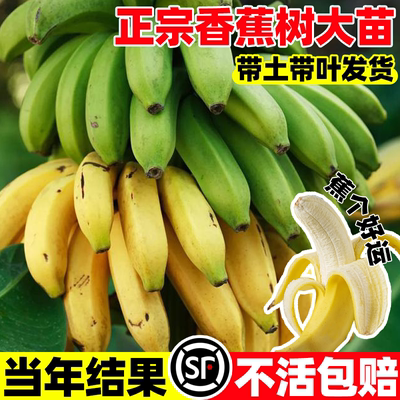 香蕉树苗盆栽地栽芭蕉粉蕉耐寒矮