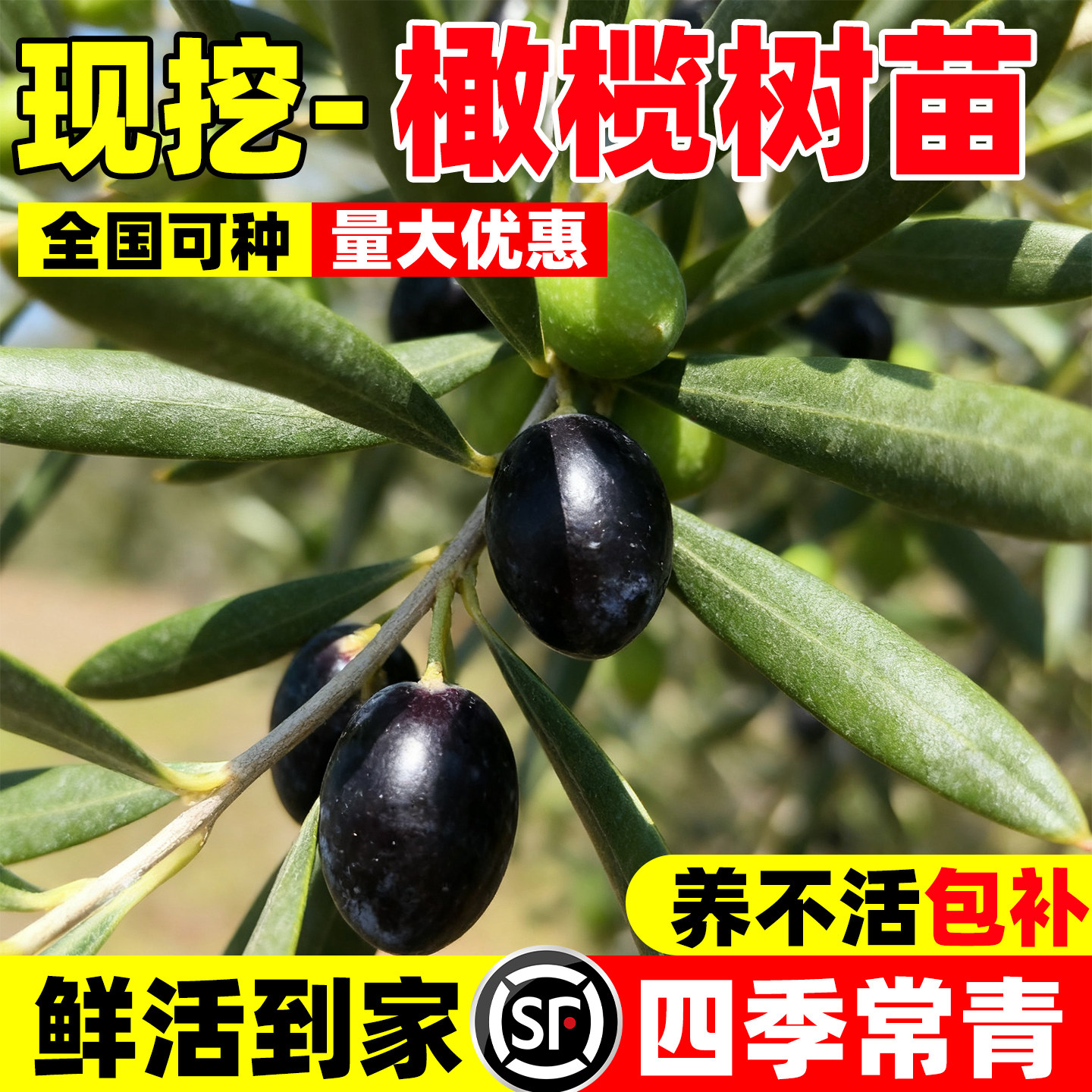 黑橄榄树果苗盆栽南方种植当年图片