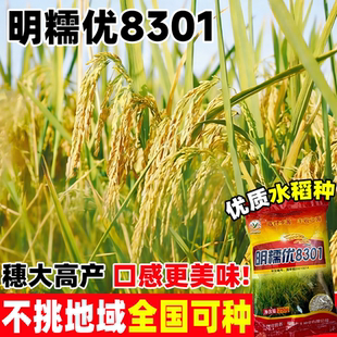 明糯优8301超高产杂交水稻种子抗倒一级丝苗香米种籽长粒水稻谷种
