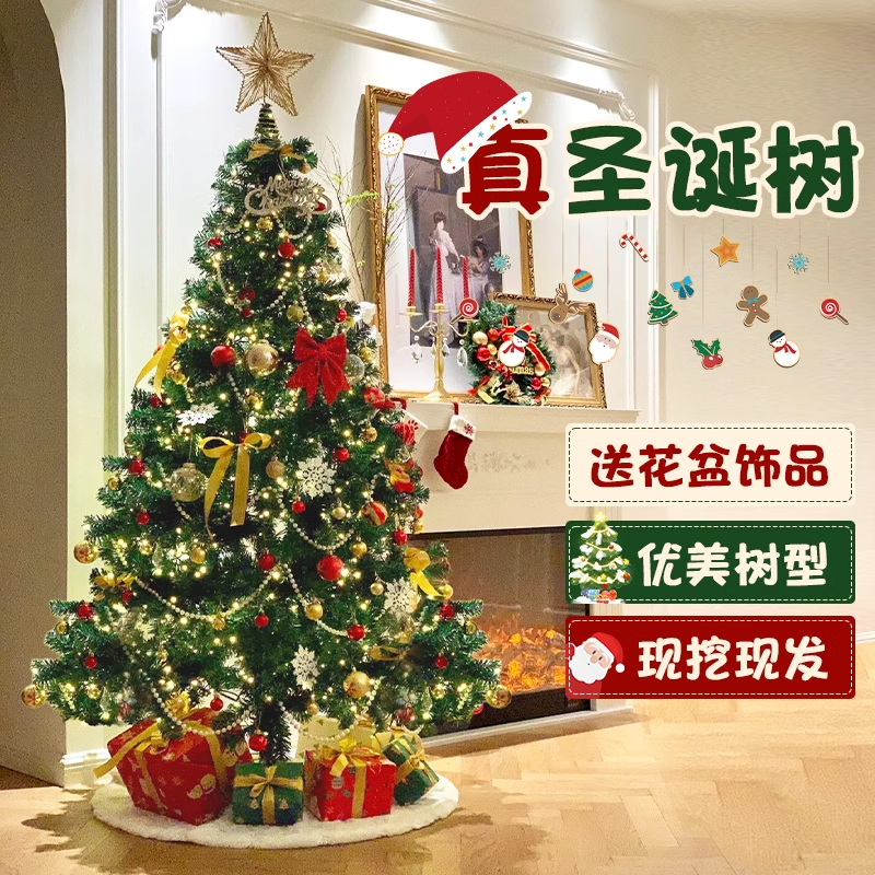 2025新款真圣诞树盆栽挪威加密云