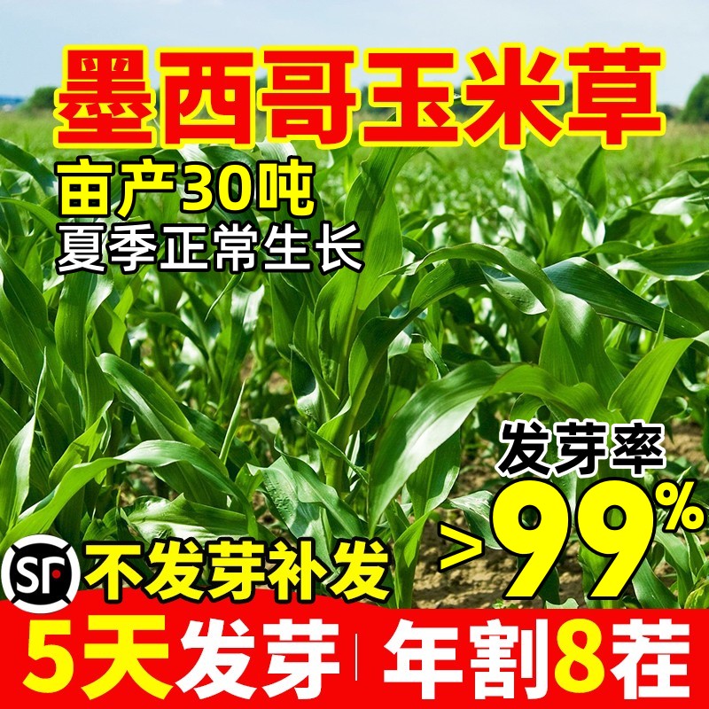 墨西哥玉米草全国可种高产牧草