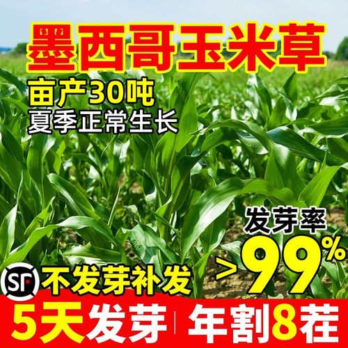 墨西哥玉米草全国可种高产牧草