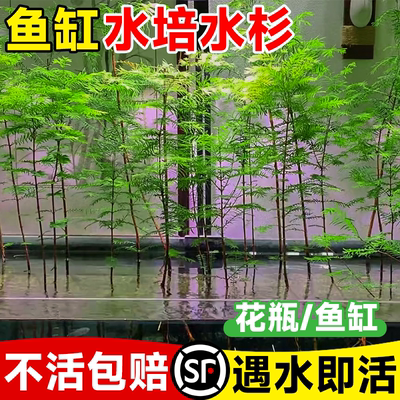 水杉水培鱼缸造景溪流缸水杉盆栽