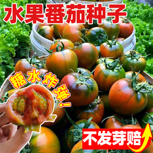 水果番茄种子冰糖草莓柿子西红柿种籽阳台庭院盆栽沙瓤粉果蕃茄苗