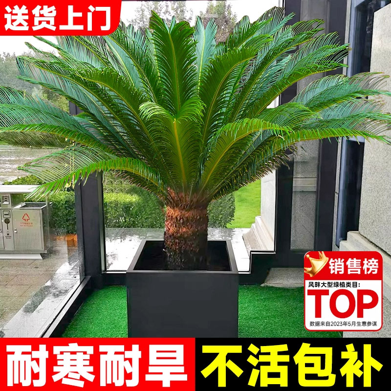 铁树盆栽大型龙铁树绿植盆景