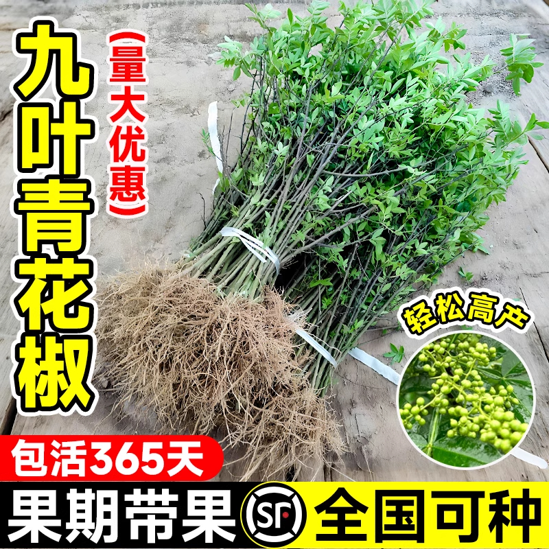 九叶青花椒苗树带土小苗盆栽老桩