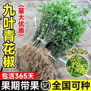 九叶青花椒苗树带土小苗盆栽老桩四川大红袍花椒树苗大苗当年结果