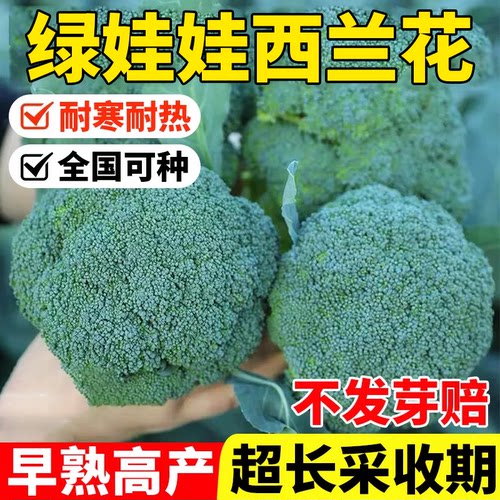 绿娃娃西兰花种子花菜种籽花椰菜