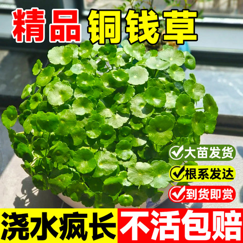 大叶铜钱草四季水培鱼缸植物