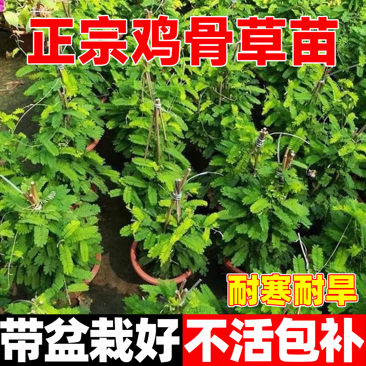 正宗广西鸡骨草相思子草本中草药