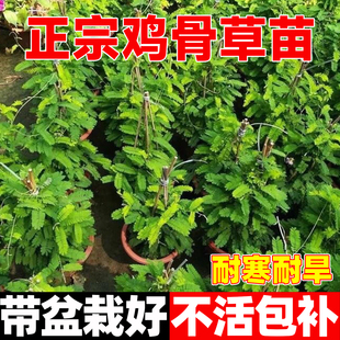 正宗广西鸡骨草相思子草本中草药材鸡骨草苗带土发货绿植盆栽药材