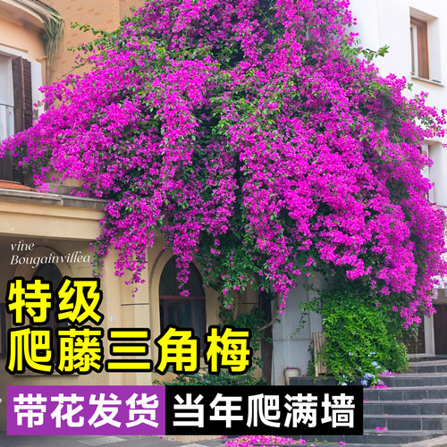 巴西紫三角梅盆栽爬藤带花老桩花