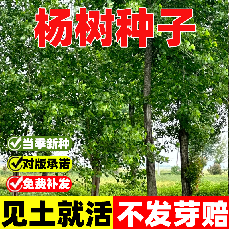 杨树白毛杨种子四季种植易活