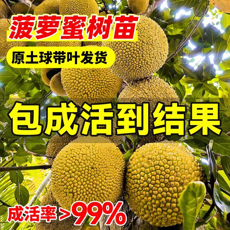 菠萝蜜树树苗嫁接果树果苗种苗耐寒榴莲四季水果苗室内外庭院盆栽