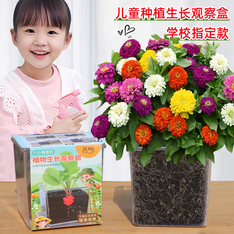 儿童种植百日草种子观察小盆栽向日葵太阳花种籽学生实验四季开花