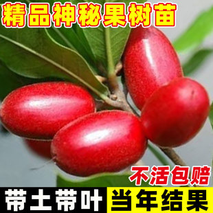 正宗神秘果树苗盆栽地栽变味果酸变甜庭院南方北方四季种植营养杯