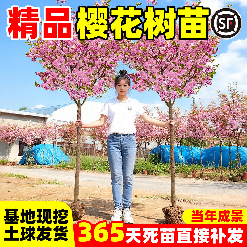 日本樱花树苗室外庭院春季开花图片