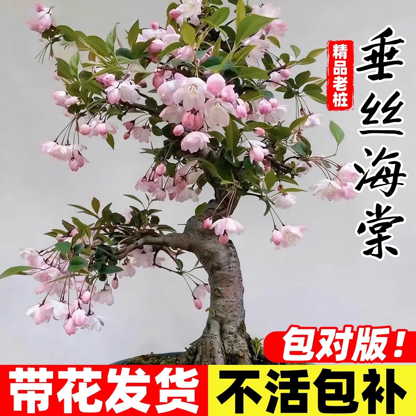 垂丝海棠花盆栽绿植庭院阳台美观