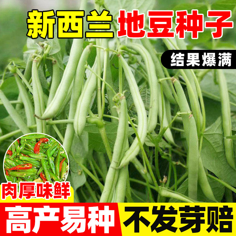 新西兰地豆角种子早熟高产肉厚长扁豆种四季播耐热耐寒豆角种籽孑