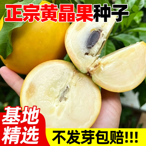 黄晶果种子四季播种阳台庭院盆栽