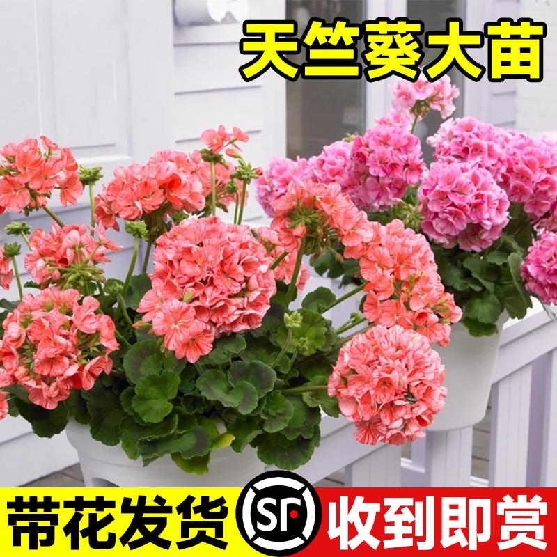 天竺葵带花苞发货盆栽花苗重瓣四季开花卉垂吊兰庭院室内阳台植物