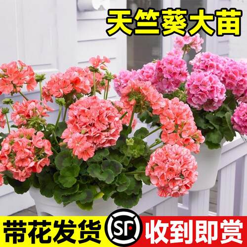 天竺葵带花苞发货盆栽花苗重瓣四季开花卉垂吊兰庭院室内阳台植物