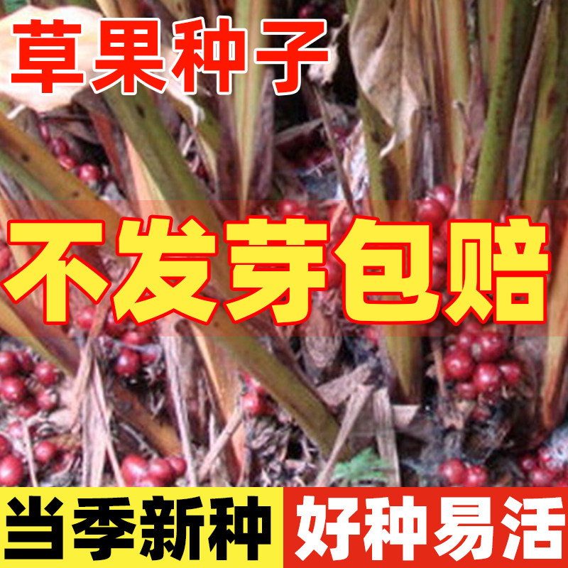 草果种子食用大红草果种籽四季种植农家调料卤水炖肉中药材肉蔻苗